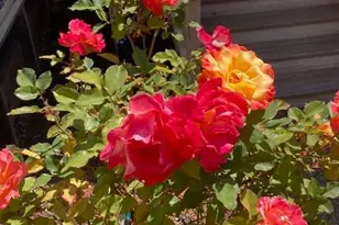 Dalewood Way, Grass Valley, CA 95949 - Photo 1