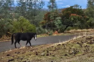 6840 Arena Ln, Shingle Springs, CA 95682 - Photo 83