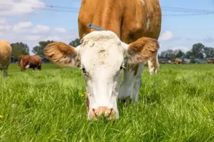 30100 Los Alamos, Murrieta, CA 92563 - Photo 7