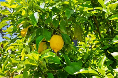 2409 Rio Oso Road, Rio Oso, CA 95674 - Photo 61