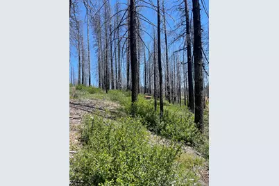 4905 Deerwood Court, Grizzly Flats, CA 95636 - Photo 5