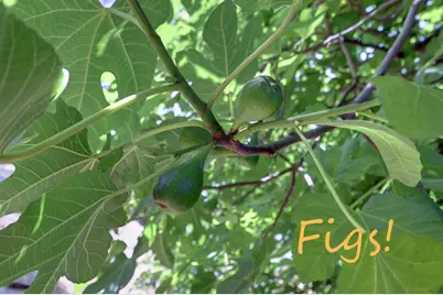 895 Sunray Lane, Colfax, CA 95713 - Photo 55