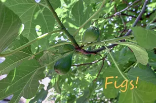 895 Sunray Ln, Colfax, CA 95713 - Photo 55