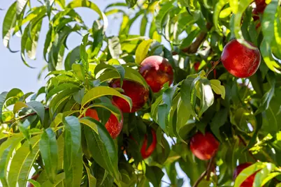 20592 Ayers Road, Escalon, CA 95320 - Photo 81