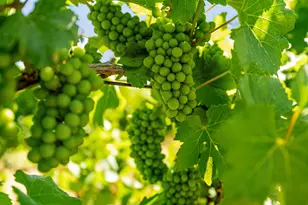 14226 State Hwy 160, Walnut Grove, CA 95690 - Photo 39