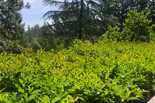 17503 Alexandra Way, Grass Valley, CA 95949 - Photo 25