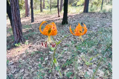 11620 Bitney Springs Road, Nevada City, CA 95959 - Photo 19