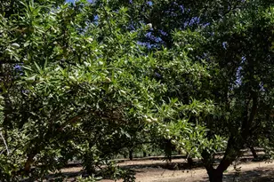 11012 Olive Rd, Oakdale, CA 95361 - Photo 33