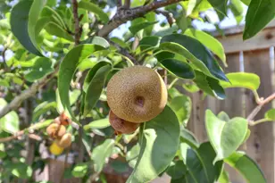 18400 Mandarin St, Woodland, CA 95695 - Photo 55