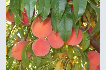 19100 W Ridge Drive, Penn Valley, CA 95946 - Photo 63