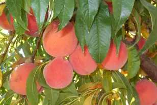 19100 W Ridge Dr, Penn Valley, CA 95946 - Photo 63