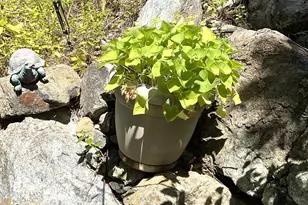 Mulberry Dr, Grass Valley, CA 95945 - Photo 27