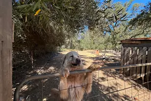 9153 Manzanita Ln, Oregon House, CA 95962 - Photo 29