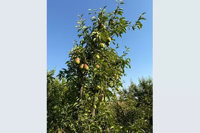 787 W Sutter Island Cross Road, Courtland, CA 95615 - Photo 15