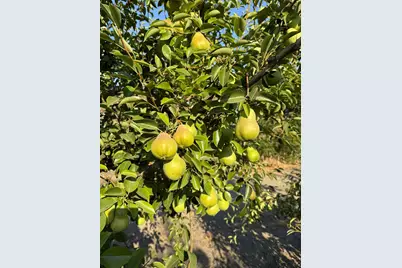 787 W Sutter Island Cross Road, Courtland, CA 95615 - Photo 17