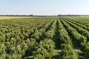 787 W Sutter Island Cross Rd, Courtland, CA 95615 - Photo 3