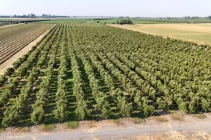 787 W Sutter Island Cross Rd, Courtland, CA 95615 - Photo 9