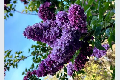 17867 Brewer Road, Grass Valley, CA 95949 - Photo 35