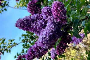 17867 Brewer Rd, Grass Valley, CA 95949 - Photo 35