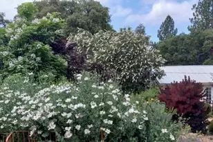 15579 Jesus Maria, Mokelumne Hill, CA 95245 - Photo 89