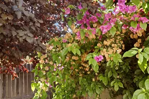 7515 Sheldon Rd, Elk Grove, CA 95758 - Photo 41