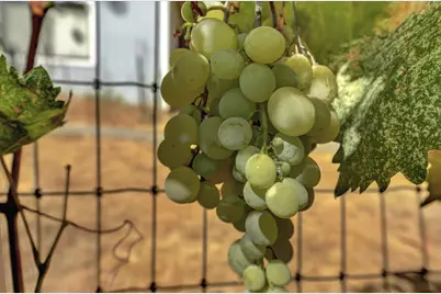 10971 Juanita Court, Grass Valley, CA 95949 - Photo 55