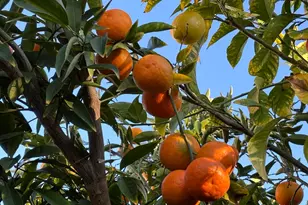 111 McCurry St, Wheatland, CA 95692 - Photo 53