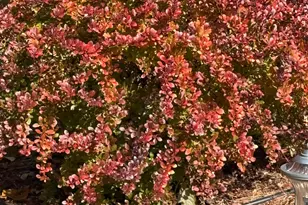 25985 Forest Knoll Ct, Pioneer, CA 95666 - Photo 81