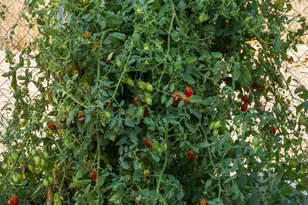 15296 N Hwy 88, Lodi, CA 95240 - Photo 61