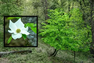 14437 Lightning Tree Rd, Nevada City, CA 95959 - Photo 35