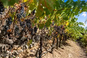 600 Landrise Ct, Folsom, CA 95630 - Photo 63