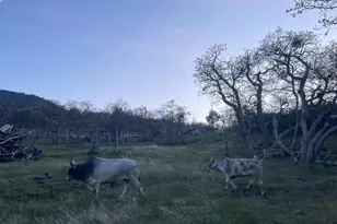 12230 Ponderosaa, Hornbrook, CA 96944 - Photo 19