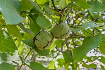 609 Meyers Avenue, Gridley, CA 95948 - Photo 53