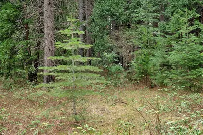 13824 Baker Road, Camptonville, CA 95922 - Photo 43