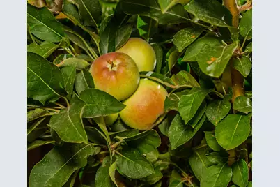 925 Stetson St, Woodland, CA 95776 - Photo 25