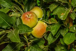 925 Stetson St, Woodland, CA 95776 - Photo 25