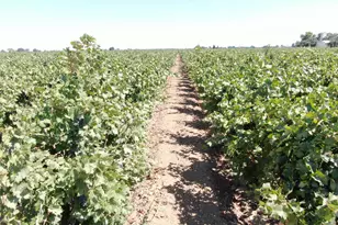 2001 W Woodbridge Rd, Lodi, CA 95242 - Photo 29