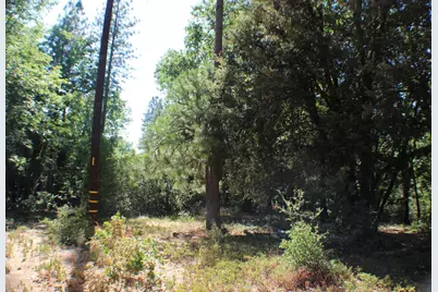 901 Bald Mountain Road, West Point, CA 95255 - Photo 13