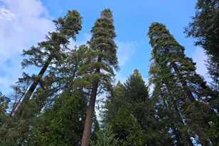 0 Blair Rd, Pollock Pines, CA 95726 - Photo 1