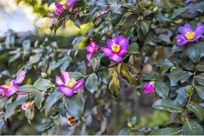 4342 Central Avenue, Fair Oaks, CA 95628 - Photo 47