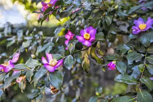 4342 Central Ave, Fair Oaks, CA 95628 - Photo 47