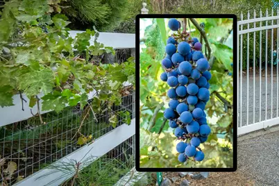 15026 Wabash Avenue, Grass Valley, CA 95945 - Photo 85