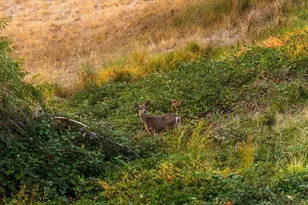 2720 Winding Creek Ln, Meadow Vista, CA 95722 - Photo 53