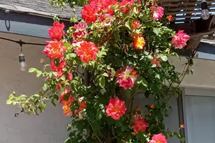 2266 River Trails Cir, Rancho Cordova, CA 95670 - Photo 47