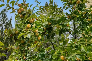 800 Freeman Ln, Grass Valley, CA 95949 - Photo 47