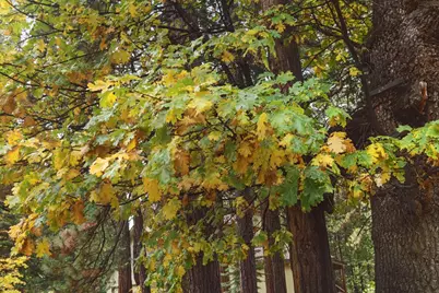 29009 Snowwhite Ridge Drive, Long Barn, CA 95335 - Photo 47