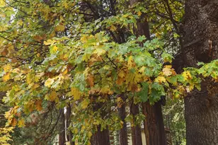 29009 Snowwhite Ridge Dr, Long Barn, CA 95335 - Photo 47