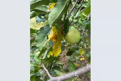 2936 Independence Road, Rail Road Flat, CA 95245 - Photo 11