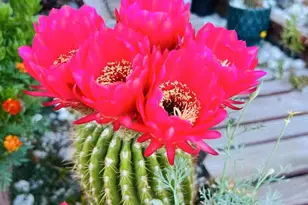 1059 Harvest Mill Dr, Manteca, CA 95336 - Photo 33