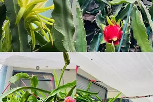 1059 Harvest Mill Dr, Manteca, CA 95336 - Photo 31